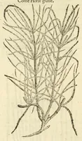 Picture 57 of 87 from The herball, or, Generall historie of plantes (1597), leaf 988