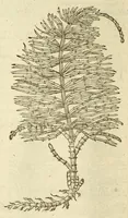 Picture 58 of 87 from The herball, or, Generall historie of plantes (1597), leaf 988