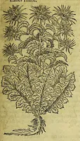 Picture 37 of 57 from The herball or Generall historie of plantes. (1597), leaf 1015