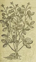 Picture 38 of 57 from The herball or Generall historie of plantes. (1597), leaf 1055