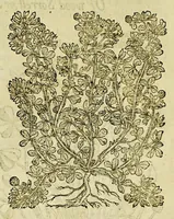 Picture 39 of 57 from The herball or Generall historie of plantes. (1597), leaf 1055