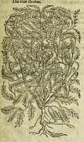 Picture 40 of 57 from The herball or Generall historie of plantes. (1597), leaf 1077