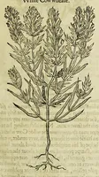 An illustration from The herball or Generall historie of plantes. (1597)