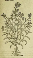 An illustration from The herball or Generall historie of plantes. (1597)
