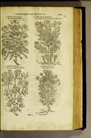 An illustration from The herball or Generall historie of plantes. (1597)