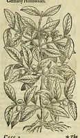 Picture 43 of 57 from The herball or Generall historie of plantes. (1597), leaf 1137