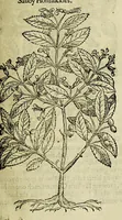 Picture 44 of 57 from The herball or Generall historie of plantes. (1597), leaf 1137