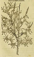 Picture 45 of 57 from The herball or Generall historie of plantes. (1597), leaf 1178