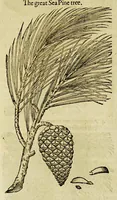 Picture 46 of 57 from The herball or Generall historie of plantes. (1597), leaf 1202