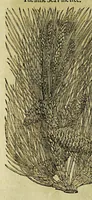 Picture 47 of 57 from The herball or Generall historie of plantes. (1597), leaf 1202