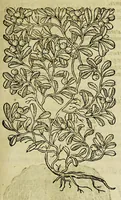 An illustration from The herball or Generall historie of plantes. (1597)