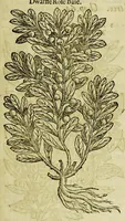 Picture 50 of 57 from The herball or Generall historie of plantes. (1597), leaf 1247