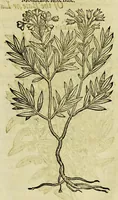 Picture 51 of 57 from The herball or Generall historie of plantes. (1597), leaf 1247