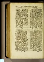 An illustration from The herball or Generall historie of plantes. (1597)