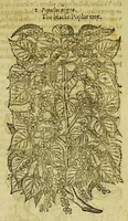 Picture 53 of 57 from The herball or Generall historie of plantes. (1597), leaf 1327