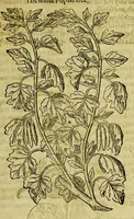 Picture 54 of 57 from The herball or Generall historie of plantes. (1597), leaf 1327
