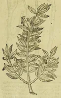 An illustration from The herball or Generall historie of plantes. (1597)