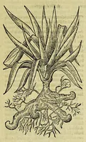 Picture 56 of 57 from The herball or Generall historie of plantes. (1597), leaf 1385