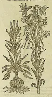 Picture 3 of 57 from The herball or Generall historie of plantes. (1597), leaf 172