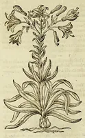 An illustration from The herball or Generall historie of plantes. (1597)