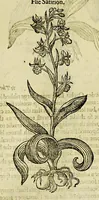 Picture 5 of 57 from The herball or Generall historie of plantes. (1597), leaf 189