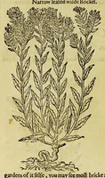 Picture 6 of 57 from The herball or Generall historie of plantes. (1597), leaf 218