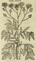Picture 7 of 57 from The herball or Generall historie of plantes. (1597), leaf 462