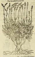 Picture 8 of 57 from The herball or Generall historie of plantes. (1597), leaf 494