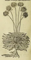An illustration from The herball or Generall historie of plantes. (1597)