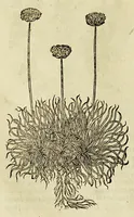 Picture 10 of 57 from The herball or Generall historie of plantes. (1597), leaf 508