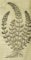 An illustration from The herball or Generall historie of plantes. (1597)