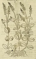 An illustration from The herball or Generall historie of plantes. (1597)