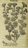Picture 13 of 57 from The herball or Generall historie of plantes. (1597), leaf 546