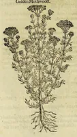 Picture 14 of 57 from The herball or Generall historie of plantes. (1597), leaf 546