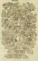 Picture 15 of 57 from The herball or Generall historie of plantes. (1597), leaf 584