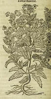 Picture 16 of 57 from The herball or Generall historie of plantes. (1597), leaf 584