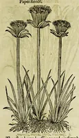 Picture 1 of 57 from The herball or Generall historie of plantes. (1597), leaf 63