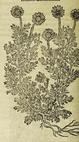 An illustration from The herball or Generall historie of plantes. (1597)