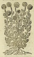 Picture 18 of 57 from The herball or Generall historie of plantes. (1597), leaf 642