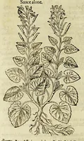 Picture 20 of 57 from The herball or Generall historie of plantes. (1597), leaf 676