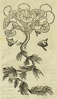 An illustration from The herball or Generall historie of plantes. (1597)