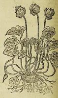 An illustration from The herball or Generall historie of plantes. (1597)