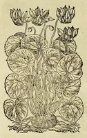 Picture 23 of 57 from The herball or Generall historie of plantes. (1597), leaf 720