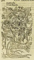 Picture 24 of 57 from The herball or Generall historie of plantes. (1597), leaf 746
