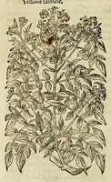 Picture 25 of 57 from The herball or Generall historie of plantes. (1597), leaf 772