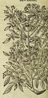 An illustration from The herball or Generall historie of plantes. (1597)