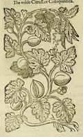 Picture 27 of 57 from The herball or Generall historie of plantes. (1597), leaf 794