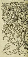 Picture 28 of 57 from The herball or Generall historie of plantes. (1597), leaf 794