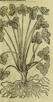 Picture 29 of 57 from The herball or Generall historie of plantes. (1597), leaf 829