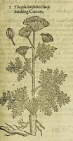 Picture 30 of 57 from The herball or Generall historie of plantes. (1597), leaf 901